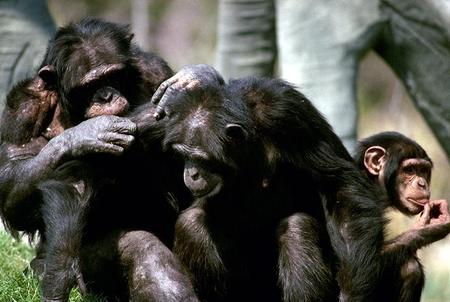 iskanie u szympansw